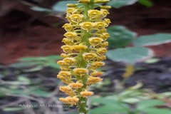 Malaxis versicolor
